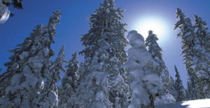 Schnee Wald im Salzburger Land